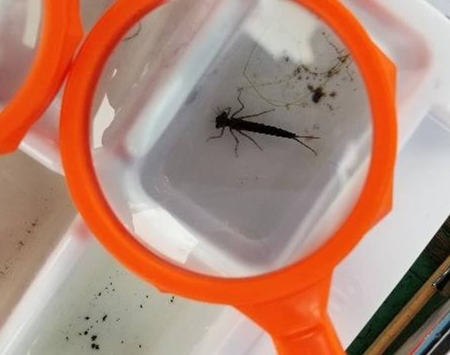 macroinvertebrate in tray under hand lens